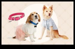 Canine Chic Cum să-ți îmbraci câinele în cele mai recente tendințe