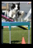 Exerciții de agilitate Parkour Puppy pentru câini energici