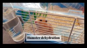 Hamster Hidration asigurându -vă că animalul dvs. de companie primește suficientă apă
