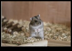 Sfaturi de socializare a hamsterilor care încurajează interacțiunile pozitive